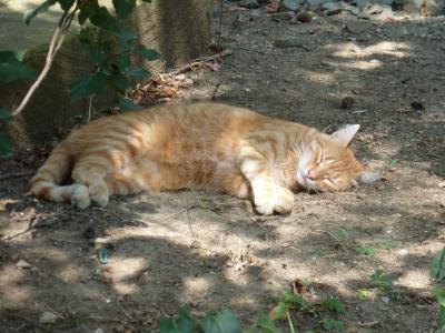 Прикрепленное изображение: P1070523.jpg